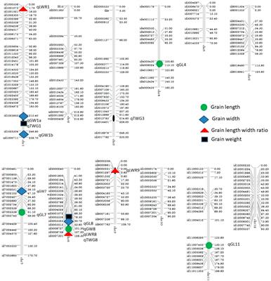 Identification of QTLs for rice grain size and weight by high-throughput SNP markers in the IR64 x Sadri population